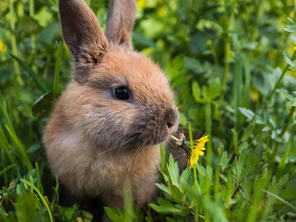 rabbit sitting in the grass eating